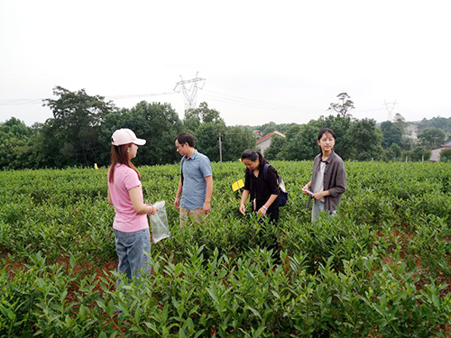 長(zhǎng)沙云游茶業(yè)有限公司,湖南綠茶,紅茶價(jià)格,長(zhǎng)沙毛尖批發(fā),云游陶餈禮盒,云游茶業(yè)